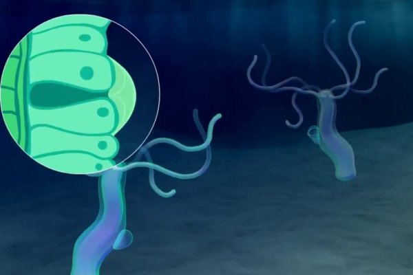 Kraken ссылка kraken clear com