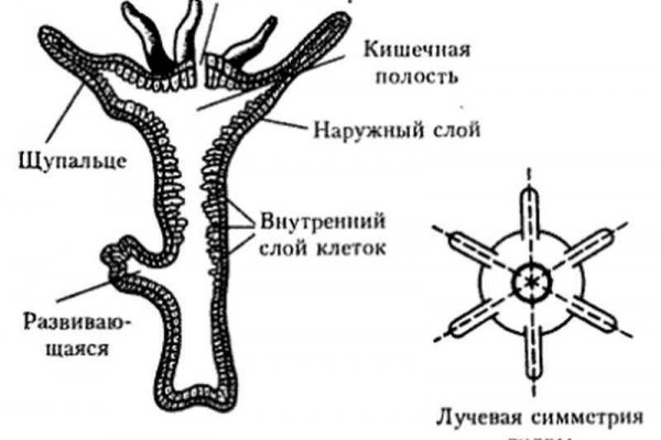 Что такое кракен 2024 маркетплейс